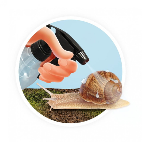 Buki Domek dla ślimaków