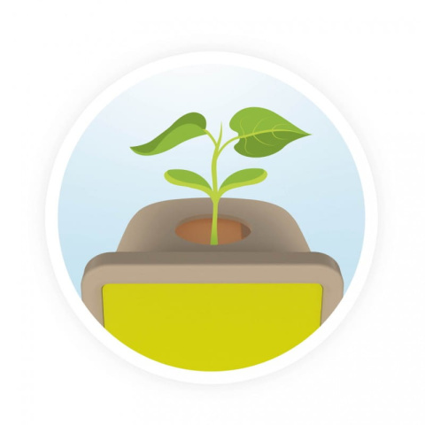 Buki Mała szklarnia - obserwacja wzrostu roślinki